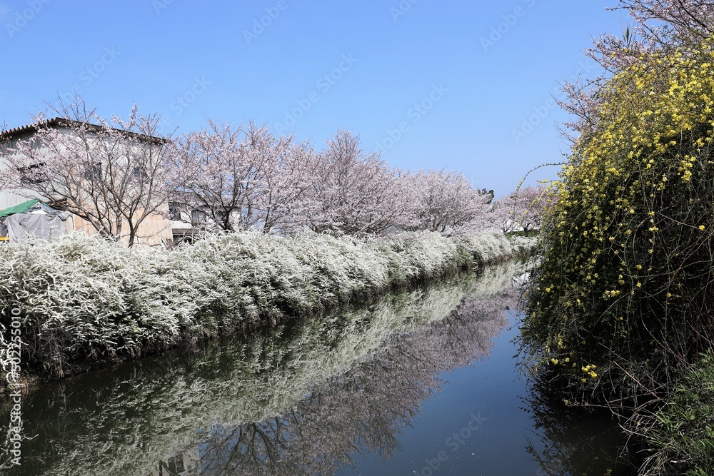 奈良県安堵町　岡崎川の桜並木とユキヤナギ