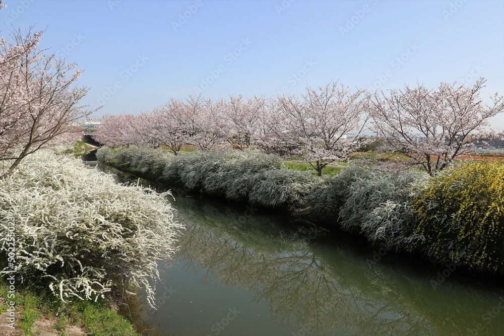 奈良県安堵町　岡崎川の桜並木とユキヤナギ