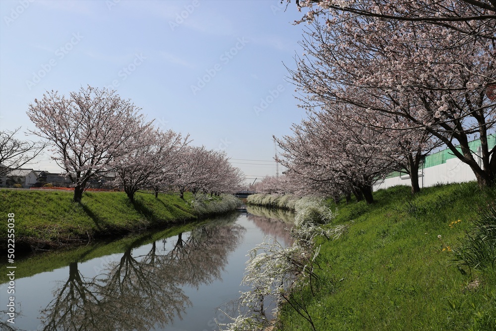 奈良県安堵町　岡崎川の桜並木とユキヤナギ