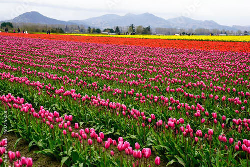 Mount Vernon Washington - Tulips