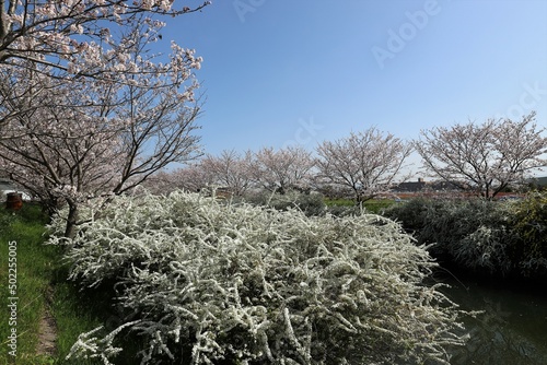 奈良県安堵町　岡崎川の桜並木とユキヤナギ