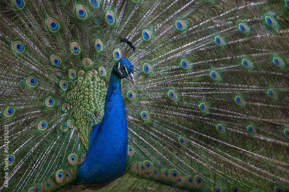 Obraz premium Pfau in Nahaufnahme