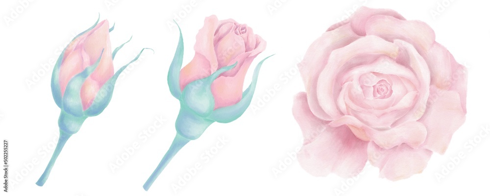 Watercolor illustration of flowers, pink rose, flower and buds on a white background Watercolor illustration of flowers, pink rose, flower and buds on a white background