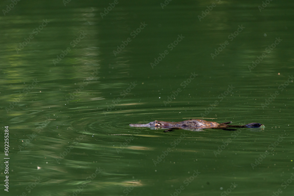 Platypus (Ornithorhynchus anatinus) floating in clear green river Platypus (Ornithorhynchus anatinus) floating in clear green river