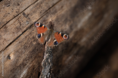 Schmetterling auf Holzstamm