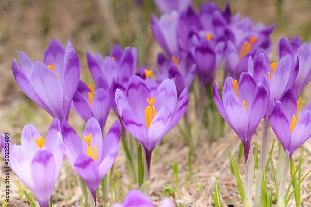 Alpine purple crocus flowers in spring season on Sambata Valley in Fagaras mountains, Sibiu, Romania. Alpine purple crocus flowers in spring season on Sambata Valley in Fagaras mountains, Sibiu, Romania.