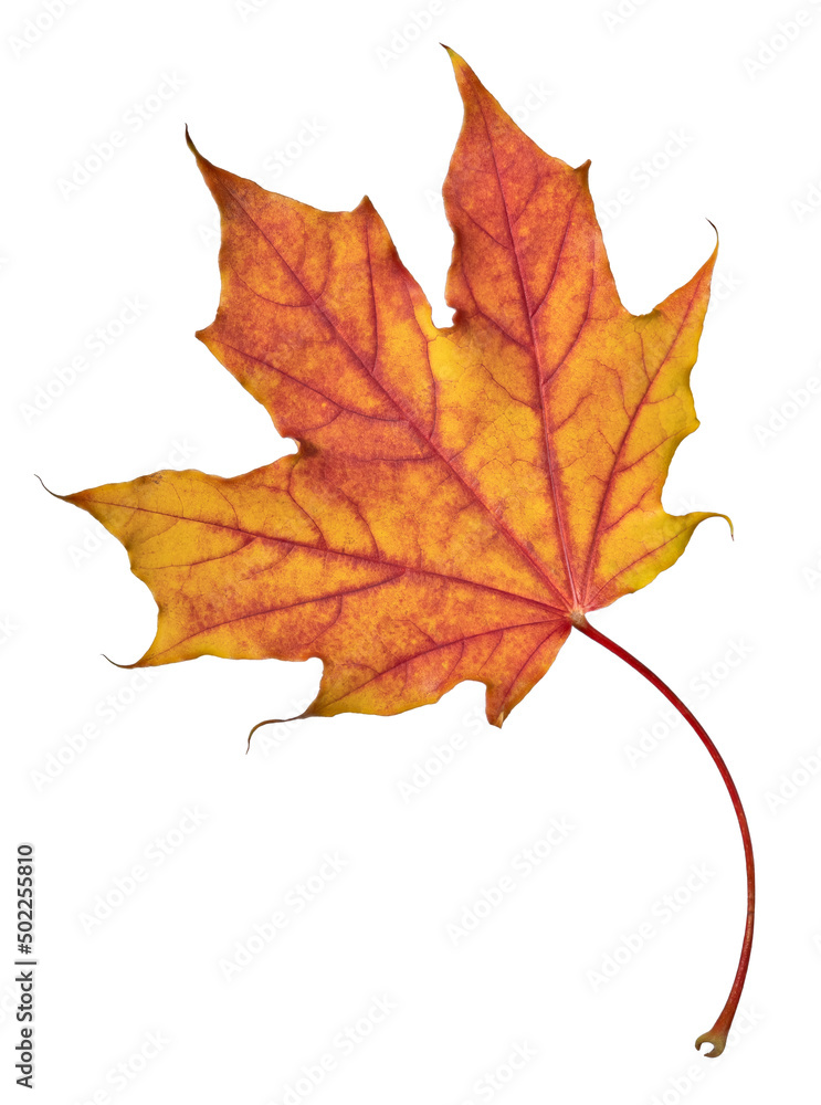 isolated red and orange leaf of maple tree isolated red and orange leaf of maple tree