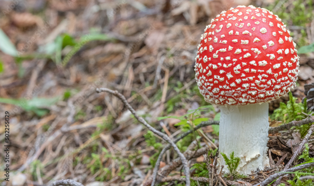 red small fly agarics mushroom in moss red small fly agarics mushroom in moss