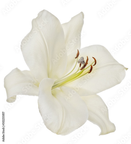 big isolated pure white one lily bloom