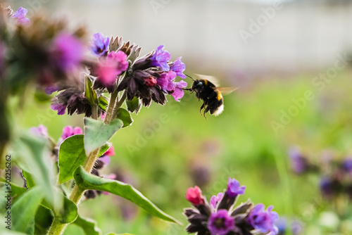 Meadow covered by Lungwort flowers pollinated by bumblebees. Pulmonaria officinalis known as lungwort, common lungwort, Mary's tears or Our Lady's milk drops. Blooming spring field photo