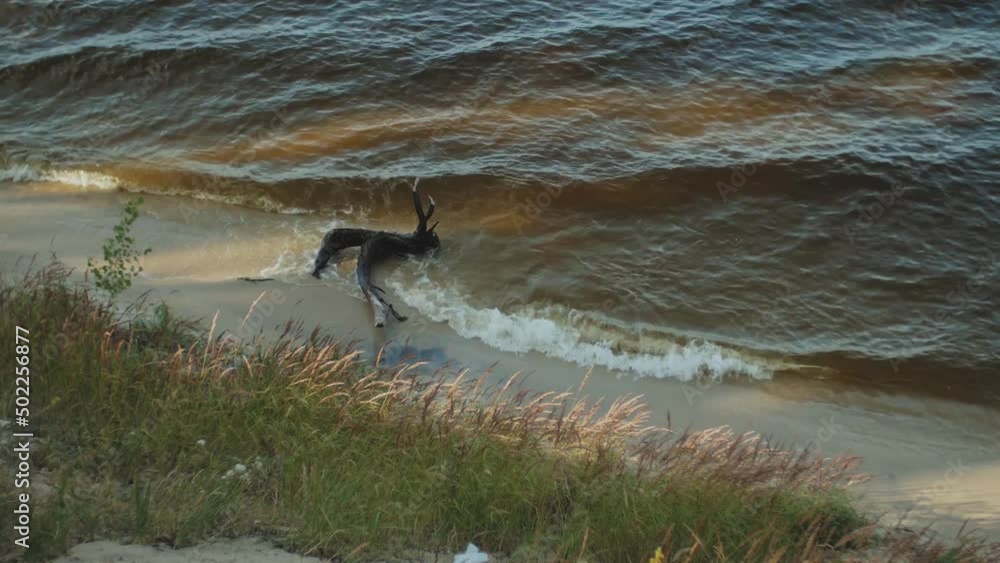 The shore of a large river. Small waves wash the sandy shore. Nature of Ukraine The shore of a large river. Small waves wash the sandy shore. Nature of Ukraine