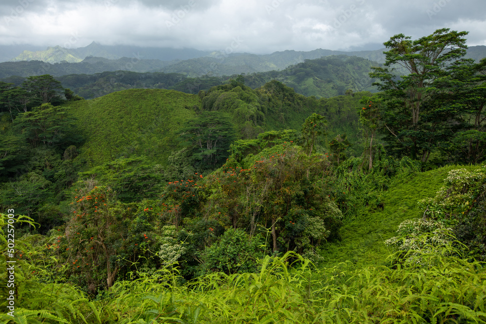 Kuilau Ridge Hike, lush green tropical forest on Kauai island, Hawaii