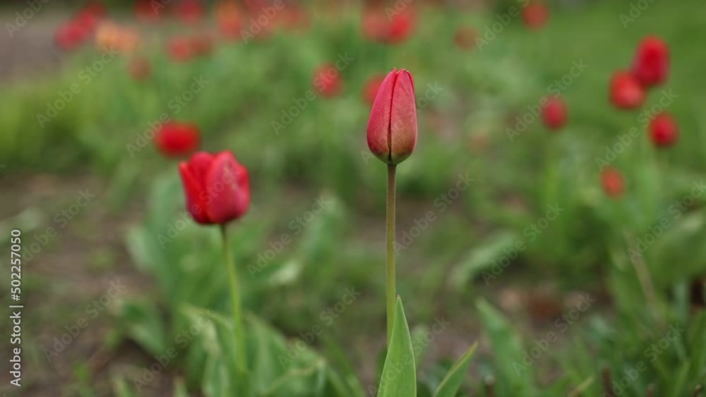 red tulips grows against the green grass background. take care of the flowers. plant and home gardening. seasonal spring April and May beautiful flowers. red tulips grows against the green grass background. take care of the flowers. plant and home gardening. seasonal spring April and May beautiful flowers.