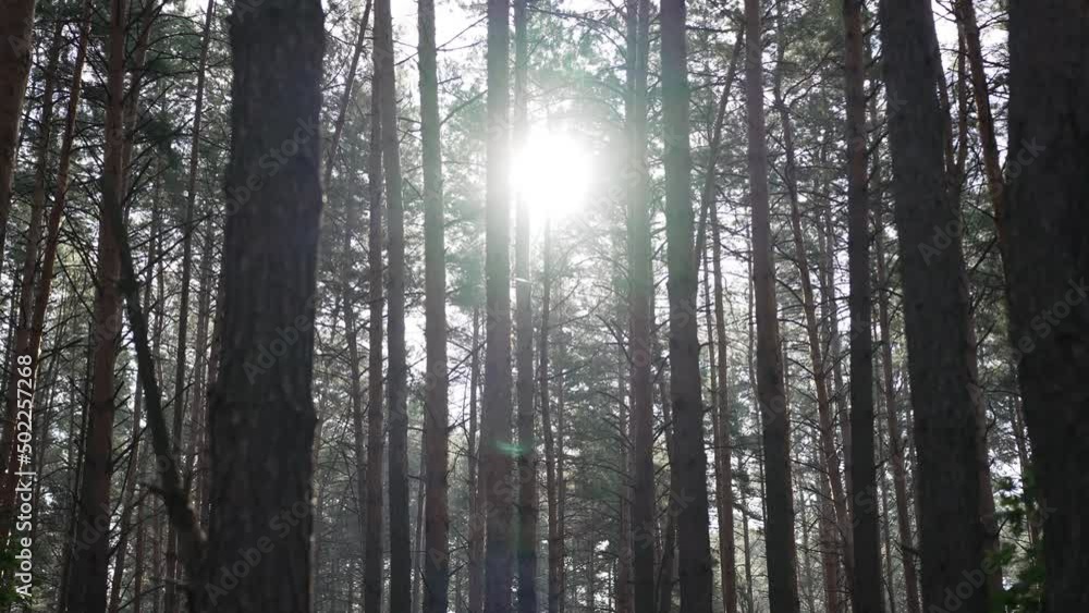 Sunbeam in beautiful Ukrainian forest on spring summer day outdoors. Sun shining through tree trunks in woodland in Ukraine. Beauty of nature concept Sunbeam in beautiful Ukrainian forest on spring summer day outdoors. Sun shining through tree trunks in woodland in Ukraine. Beauty of nature concept