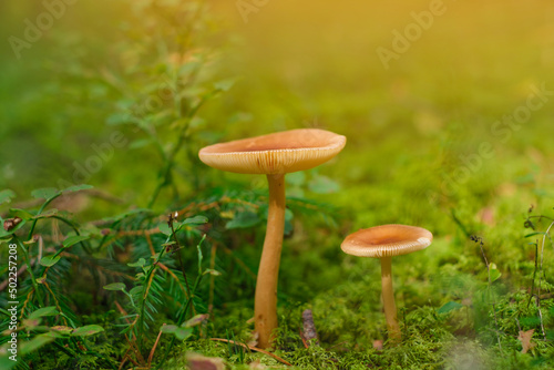 Beautiful closeup two mushrooms growing on green moss and forest background. Mushroom macro, forest nature background. mushrooms are inedible