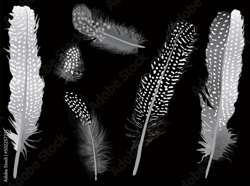 six spotted feathers on black background photo