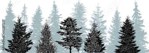 fir trees dark grey and black group in forest on white