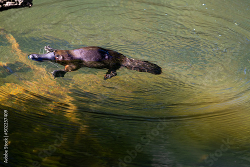 Platypus (Ornithorhynchus anatinus) floating in clear water photo