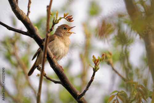 Quadro su tela Common Nightingale - Luscinia megarhynchos also known as rufous nightingale, sma