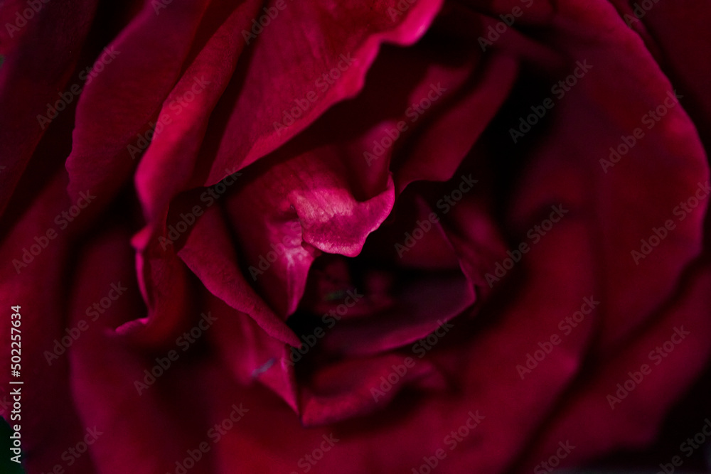Fotografía macro de una rosa roja Fotografía macro de una rosa roja