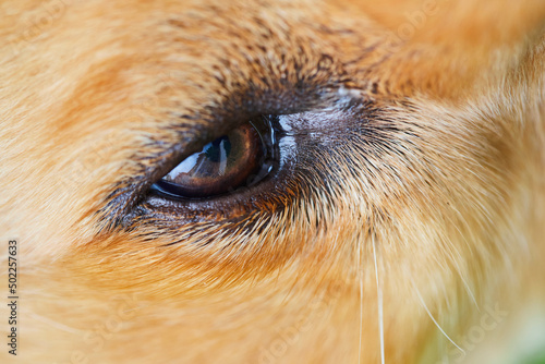 Fotografía macro de un ojo de un perro golden retriever