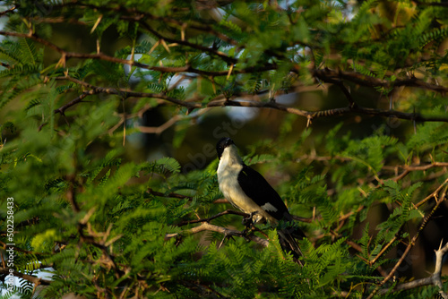 magpie at the branch search its family soo sad look