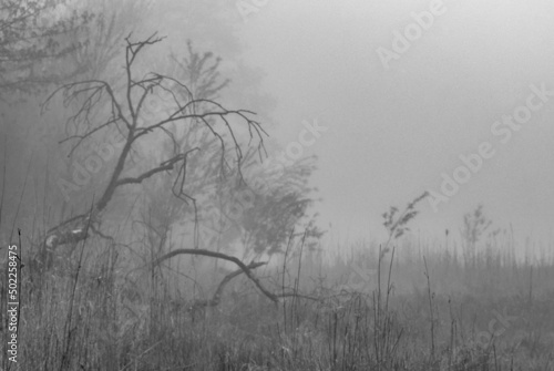 Fog and Trees,Aird Meadow Loch, Lochwinnoch, Renfrewshire, Scotland, UK B&W photo