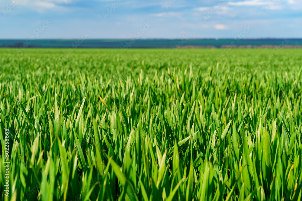 agricultural field with young green wheat sprouts, bright spring landscape on a sunny day, blue sky as background