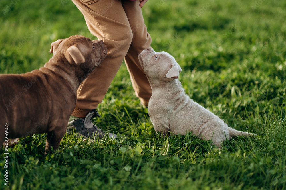 Cute little cute american boules run through the clover field one by one, outdoors. Walking, raising puppies Cute little cute american boules run through the clover field one by one, outdoors. Walking, raising puppies