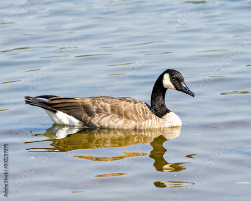 Canada Geese Photo and Image. Swimming in its environment and surrounding habitat, with blur water background in the summer season.