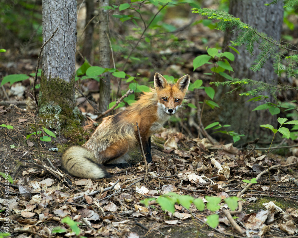 Fototapeta premium Red Fox Photo. Fox Image. Close-up profile view in the forest with foliage and looking at camera in its environment and habitat. Picture. Portrait.