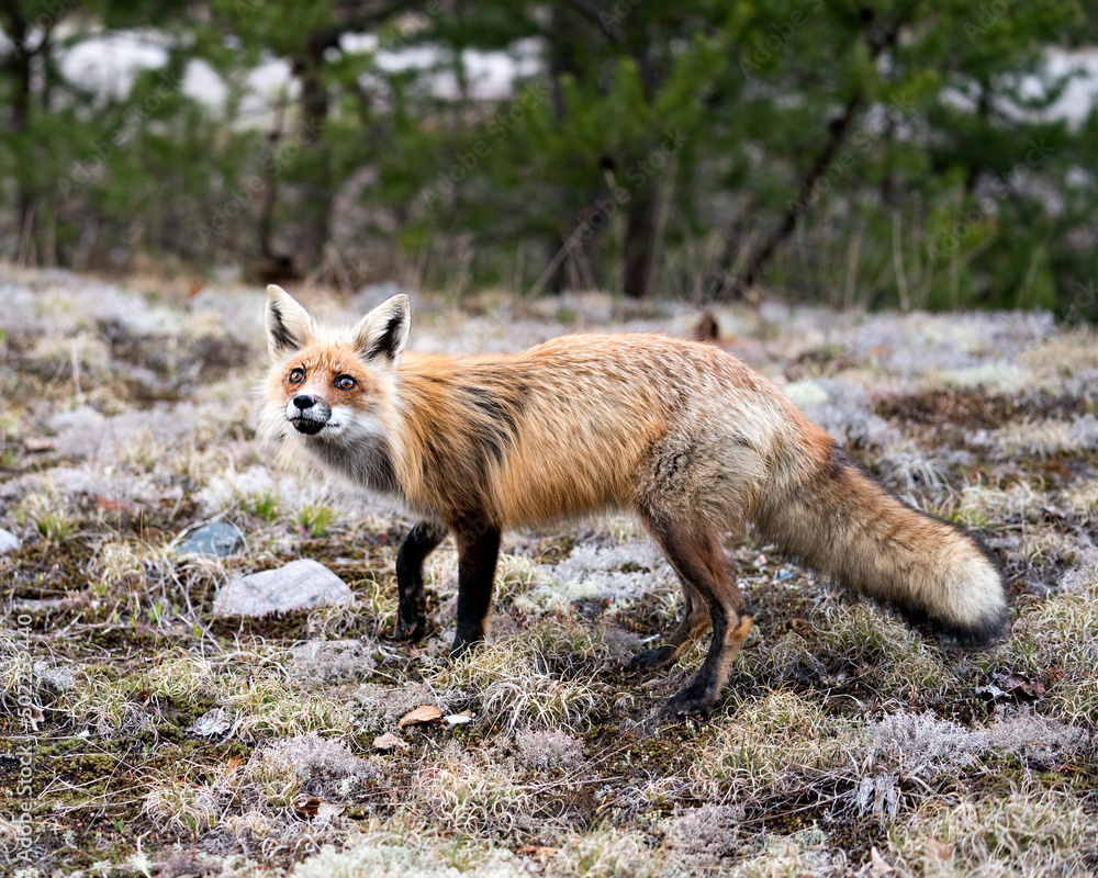 Red Fox Photo Stock. Fox Image. Close-up profile side view looking at camera with a blur forest background in its environment and habitat. Picture. Portrait. Red Fox Photo Stock. Fox Image. Close-up profile side view looking at camera with a blur forest background in its environment and habitat. Picture. Portrait.