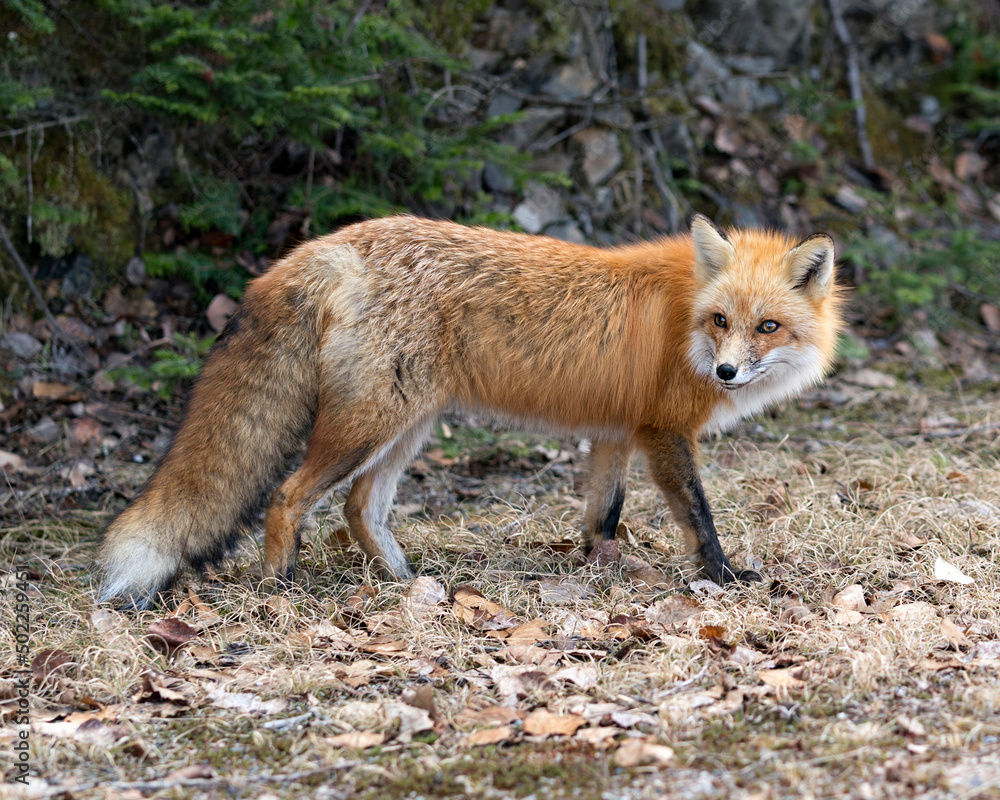 Red Fox Photo Stock. Fox Image. Close-up side view in the spring season with blur rocks and coniferous branches background in its environment and habitat. Picture. Portrait.