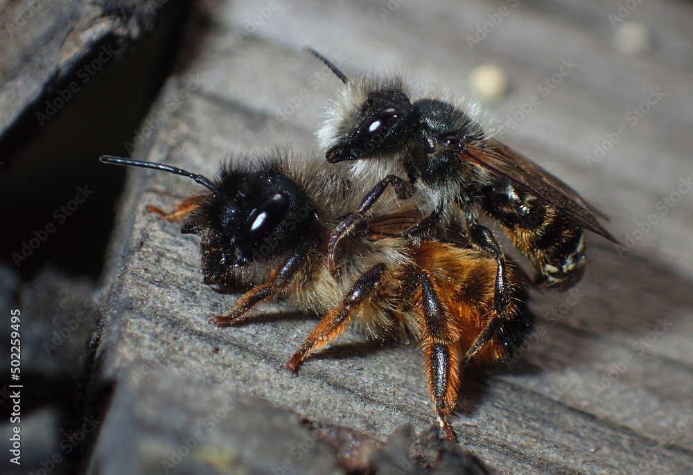 Mating pair of wild bees (Osmia species) on wooden surface. Detailed macro of pollinators, ideal for biodiversity, insect behavior, ecology, and reproductive biology themes Mating pair of wild bees (Osmia species) on wooden surface. Detailed macro of pollinators, ideal for biodiversity, insect behavior, ecology, and reproductive biology themes