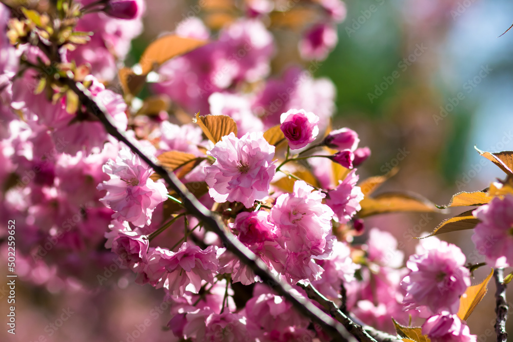 Blooming cherry blossoms close-up. Beautiful spring postcard. Selective focus Blooming cherry blossoms close-up. Beautiful spring postcard. Selective focus