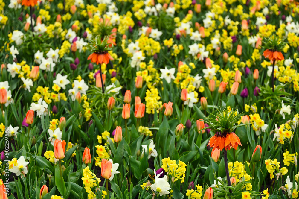 Colorful garden with flowers spring season Colorful garden with flowers spring season