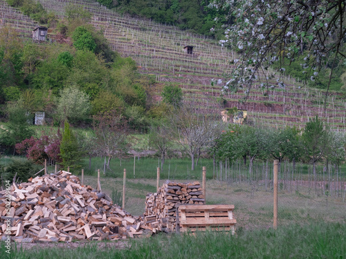 firewood on a hill near a vineyard
