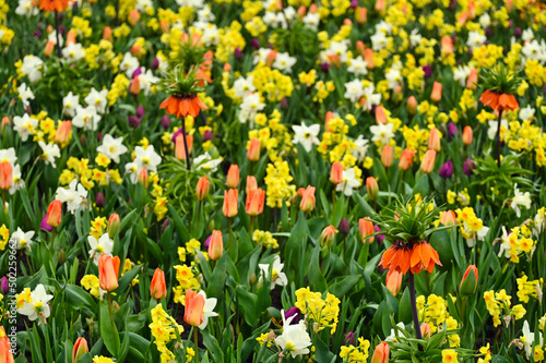 Colorful garden with flowers spring season