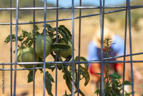 Telephoto of a branch of tomatoes and a farmer