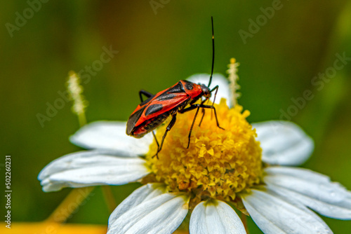 Close up  beautiful  insect in the garden © blackdiamond67