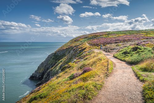 People hiking between colourful heathers, ferns and yellow flowers on Howth cliff walk surrounded by turquoise coloured Irish Sea, Dublin, Ireland