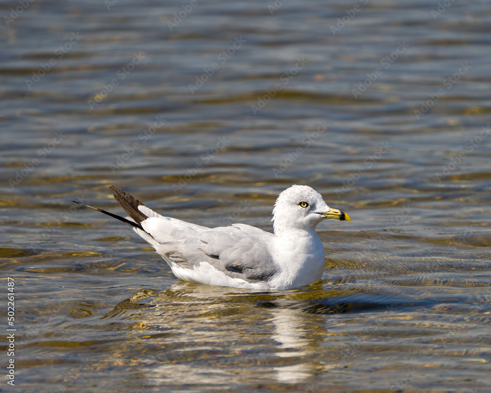 Seagull Stock Photo and Image. Close-up profile view swimming in the water with ripple water and background in its environment and habitat surrounding.. Seagull Stock Photo and Image. Close-up profile view swimming in the water with ripple water and background in its environment and habitat surrounding..