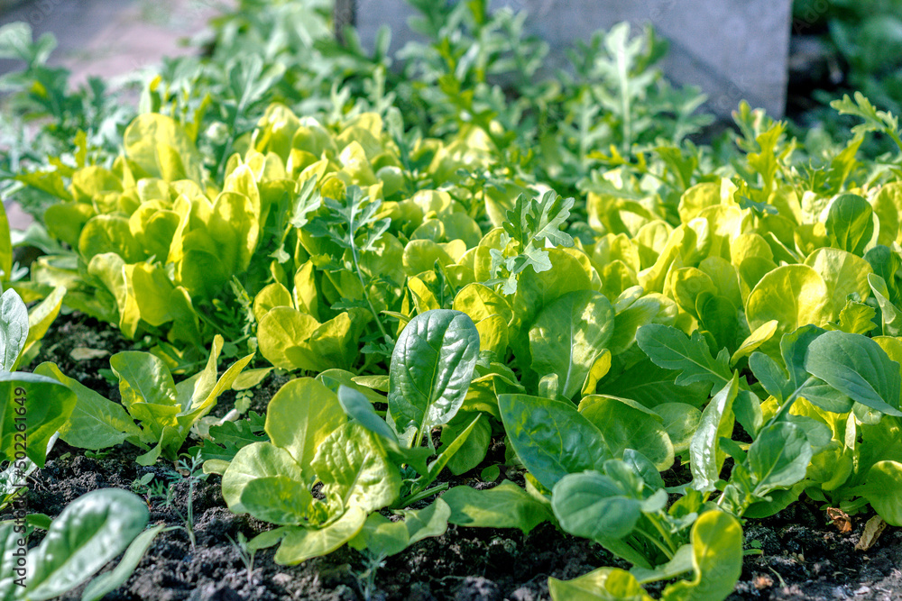 Young lettuce leaves growing in vegetable garden Young lettuce leaves growing in vegetable garden
