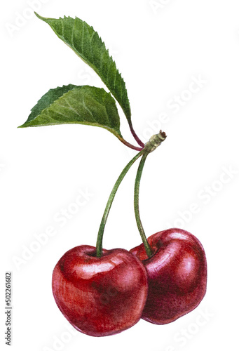 Watercolor cherry branch clipart, hand-drawn summer fruits.