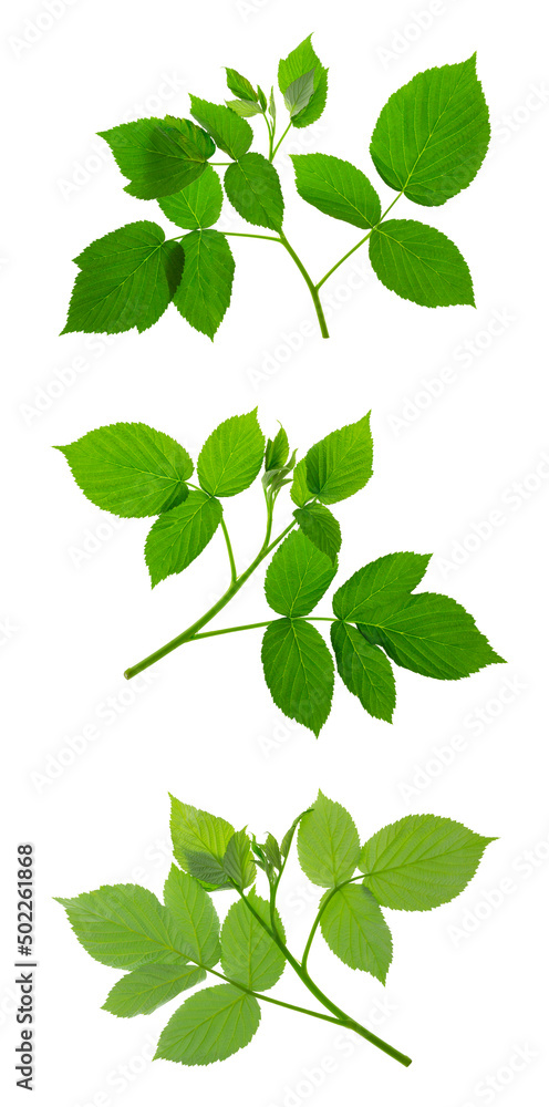 set : young raspberry sprouts with branches and green leaves isolated on white background. growing plant. set : young raspberry sprouts with branches and green leaves isolated on white background. growing plant.
