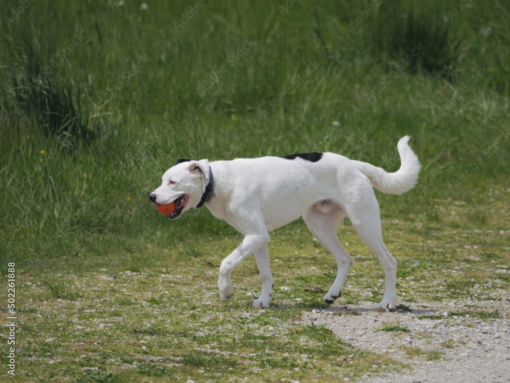 Close-up of a Dogo Argentino walking in the meadow