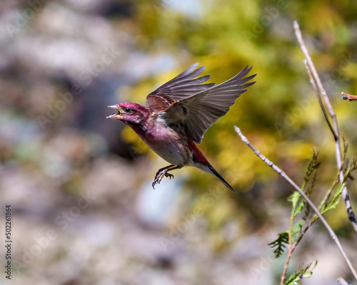 Purple Finch Photo and Image. Bird flight. Finch male flying with its beautiful red colour spread wings with a blur background in its environment and habitat surrounding.