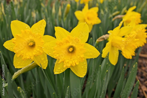 Yellow Daffodil Flowers in Garden Covered in Clear Raindrops after a Spring Rain