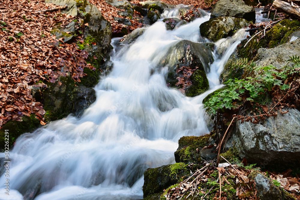Fototapeta premium waterfall in the forest