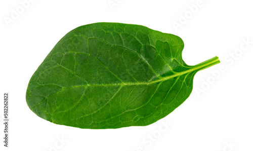 fresh green spinach leaf, basil on white background.